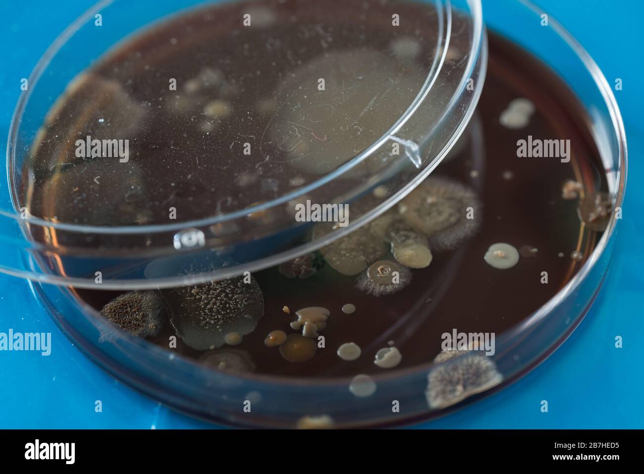 Petri dish with colonies of bacteria Stock Photo - Alamy