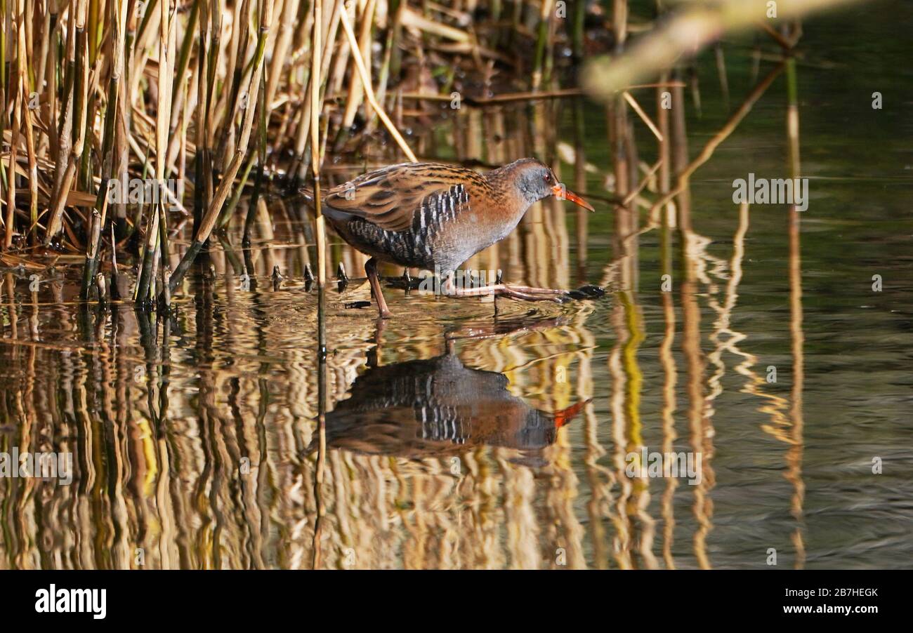 Water rail bird reflection at northumberland park in north tyneside hi ...
