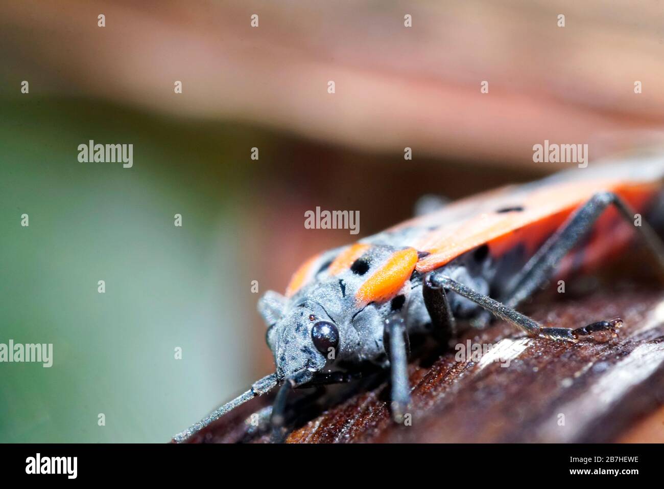 Closeup photography hi-res stock photography and images - Alamy