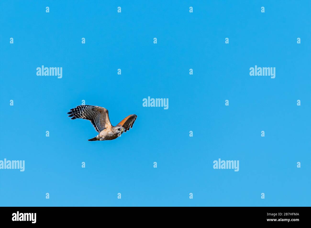 A Red-shouldered Hawk (Buteo lineatus) flying against a clear blue sky in Ritch Grissom Memorial Wetlands in Viera, Florida, USA. Stock Photo