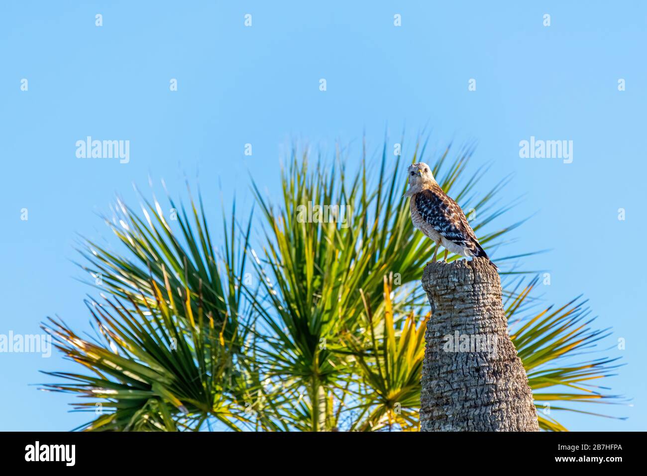 A Red-shouldered Hawk (Buteo lineatus) perched on a palm tree in the Orlando Wetlands in Orlando, Florida, USA. Stock Photo