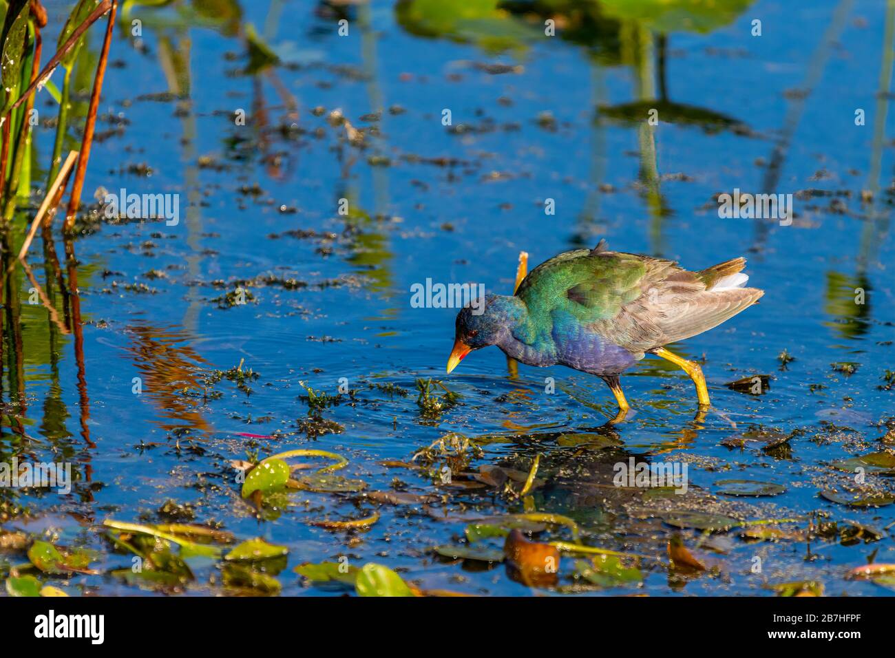 A Purple Gallinule (Porphyrio martinica) searching for food at Orlando Wetlands Park, Orlando, Florida, USA. Stock Photo