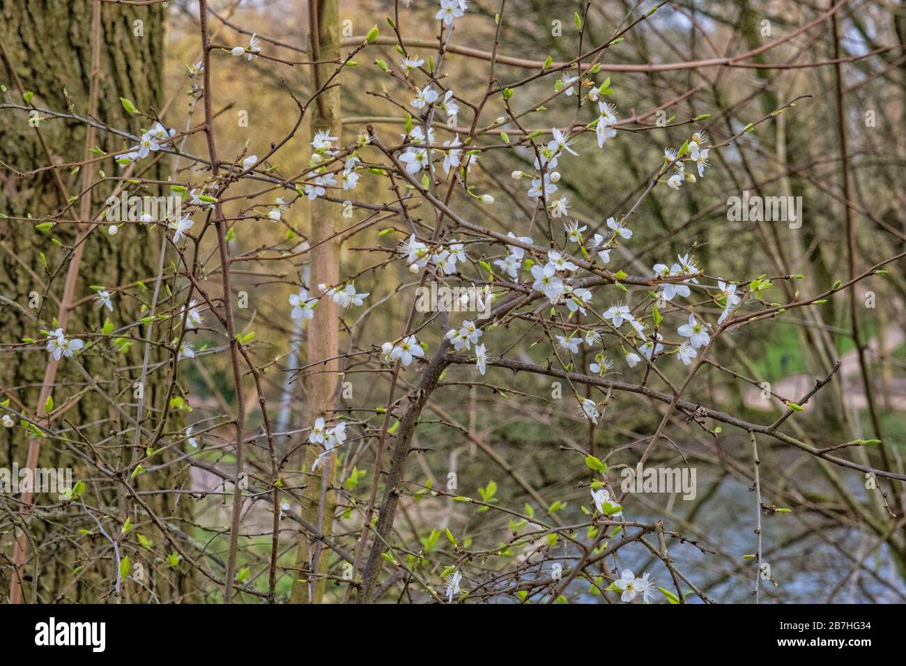Tree in blossom in march Stock Photo Alamy