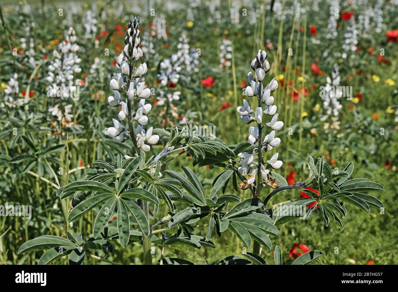 plants in bloom of Lupinus albus, white lupin Stock Photo Alamy