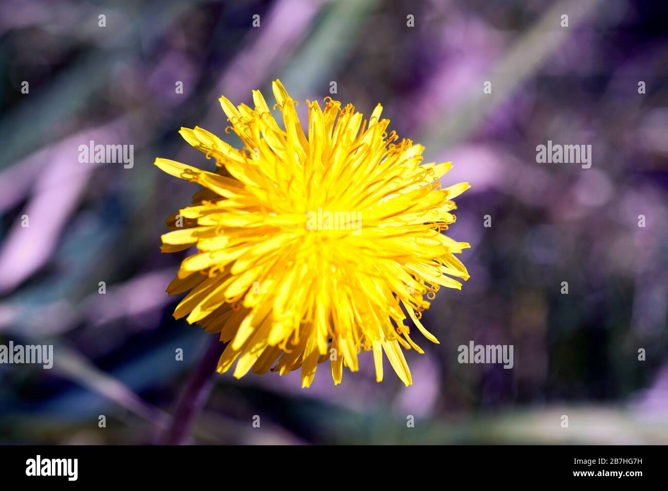 Yellow Dandelion close up on the blue background. Spring 2020. Close up - macro-photography. Stock Photo
