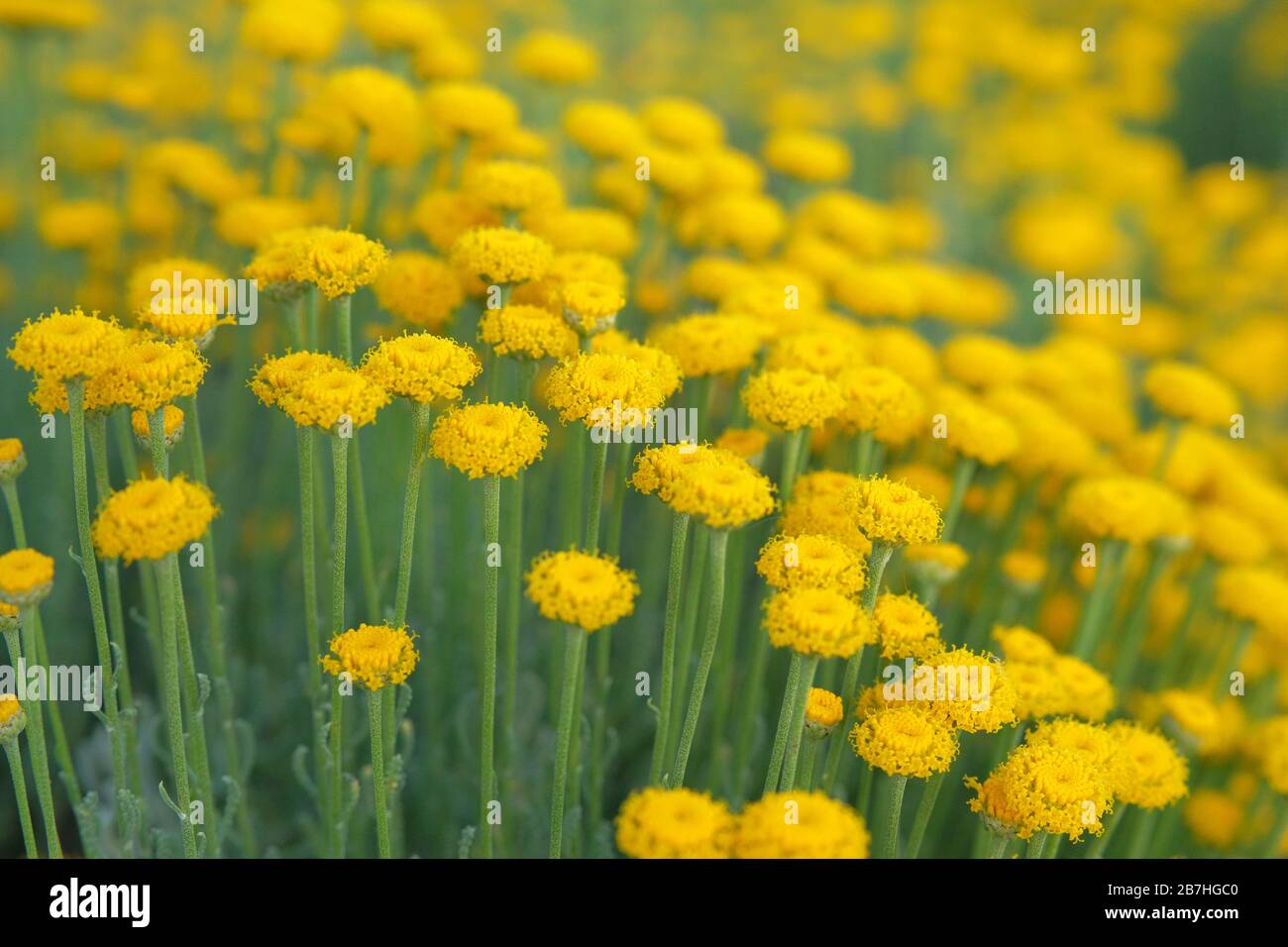 Helichrysum flowers and bee on green nature blurred background. Yellow flowers for herbalism. Medicinal herb. Stock Photo