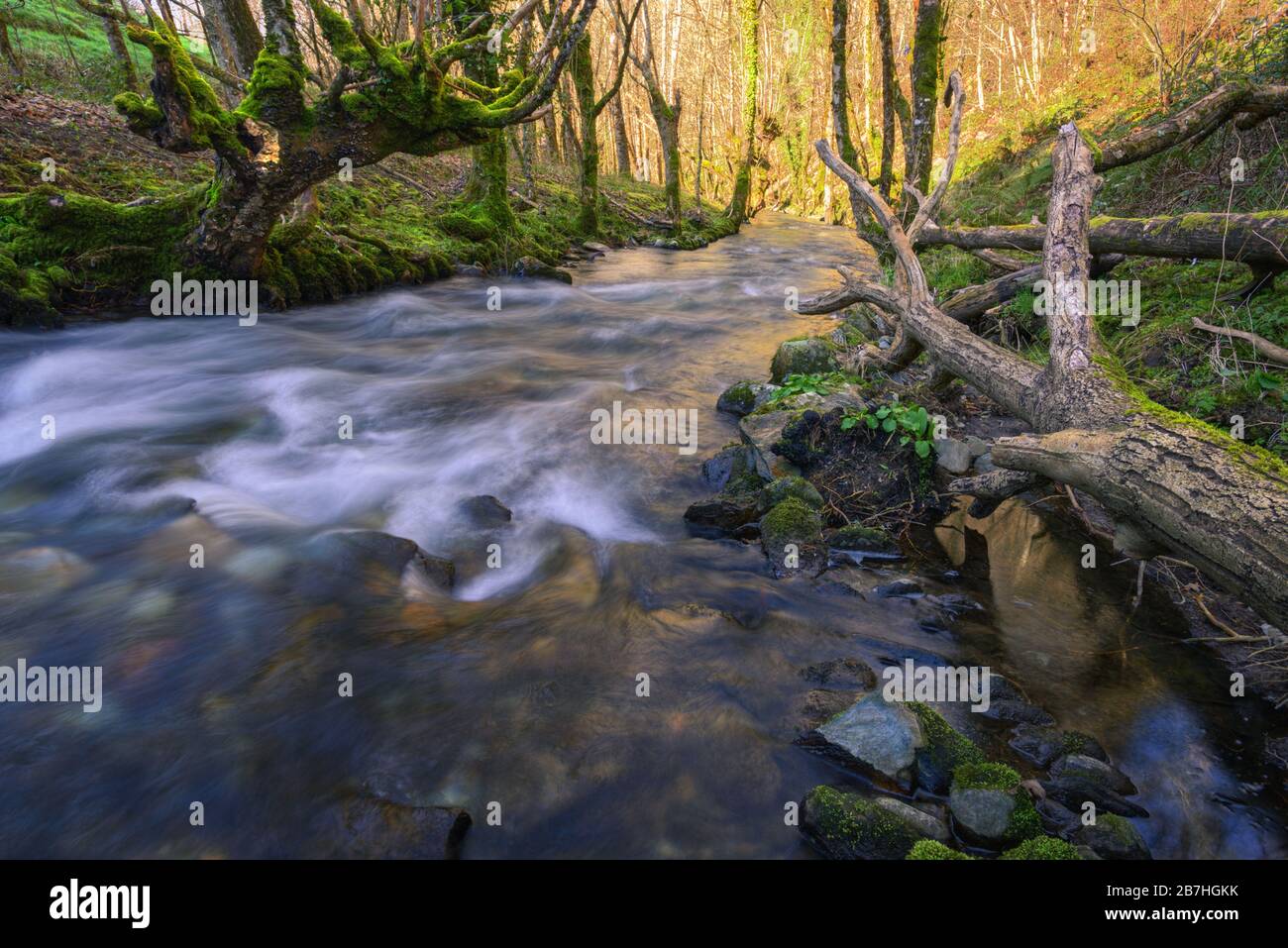 Fallen Trunk and Old Mossy Chestnut Tree on the Banks of a River in Courel Miountain Park Stock Photo