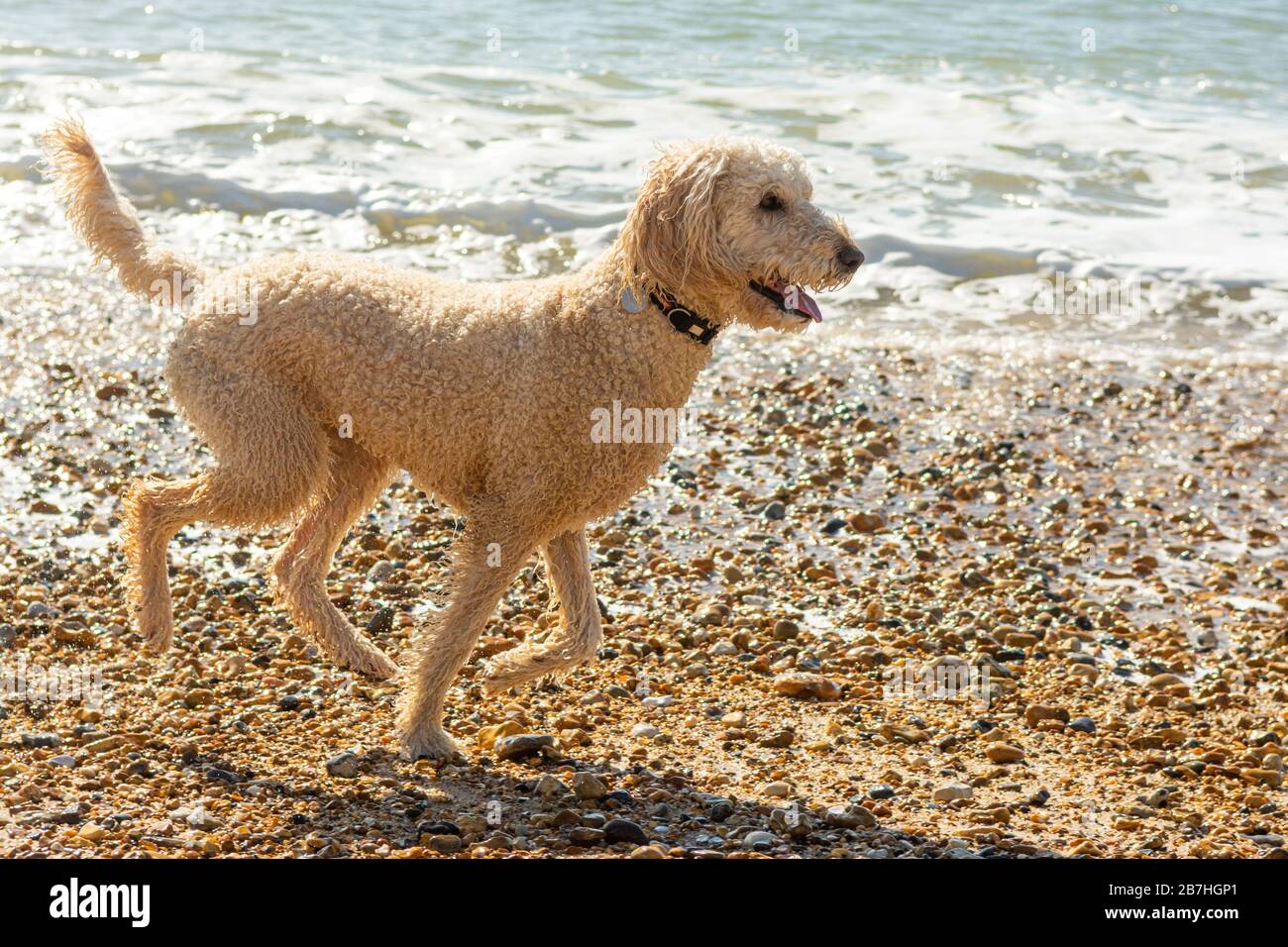 A white poodle cross dog running through sea water in sparkling spring sunshine Stock Photo