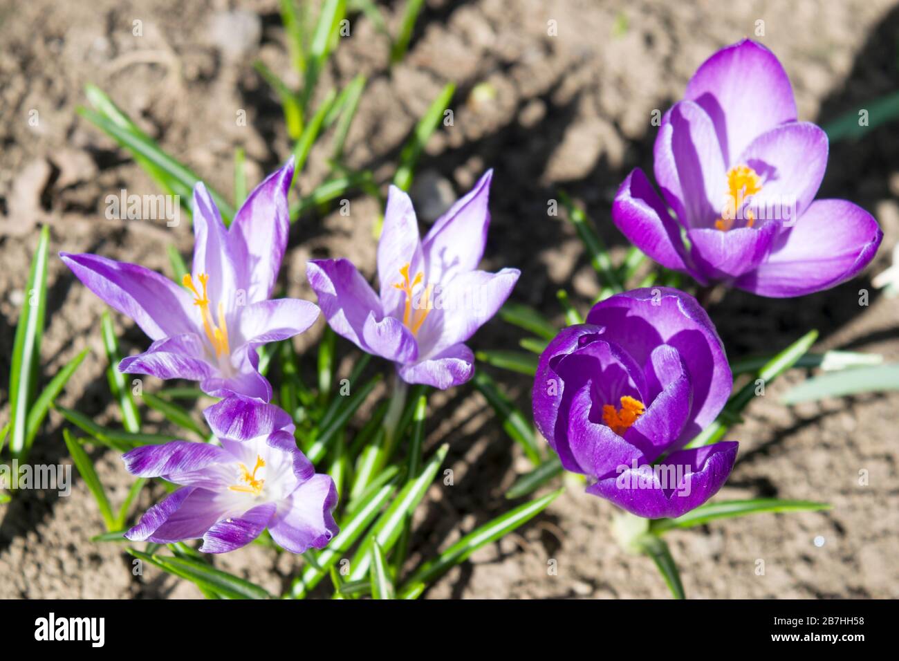 Purple crocus. It is a genus of flowering plants in the iris family comprising 90 species of perennials growing from corms. They are cultivated for th Stock Photo
