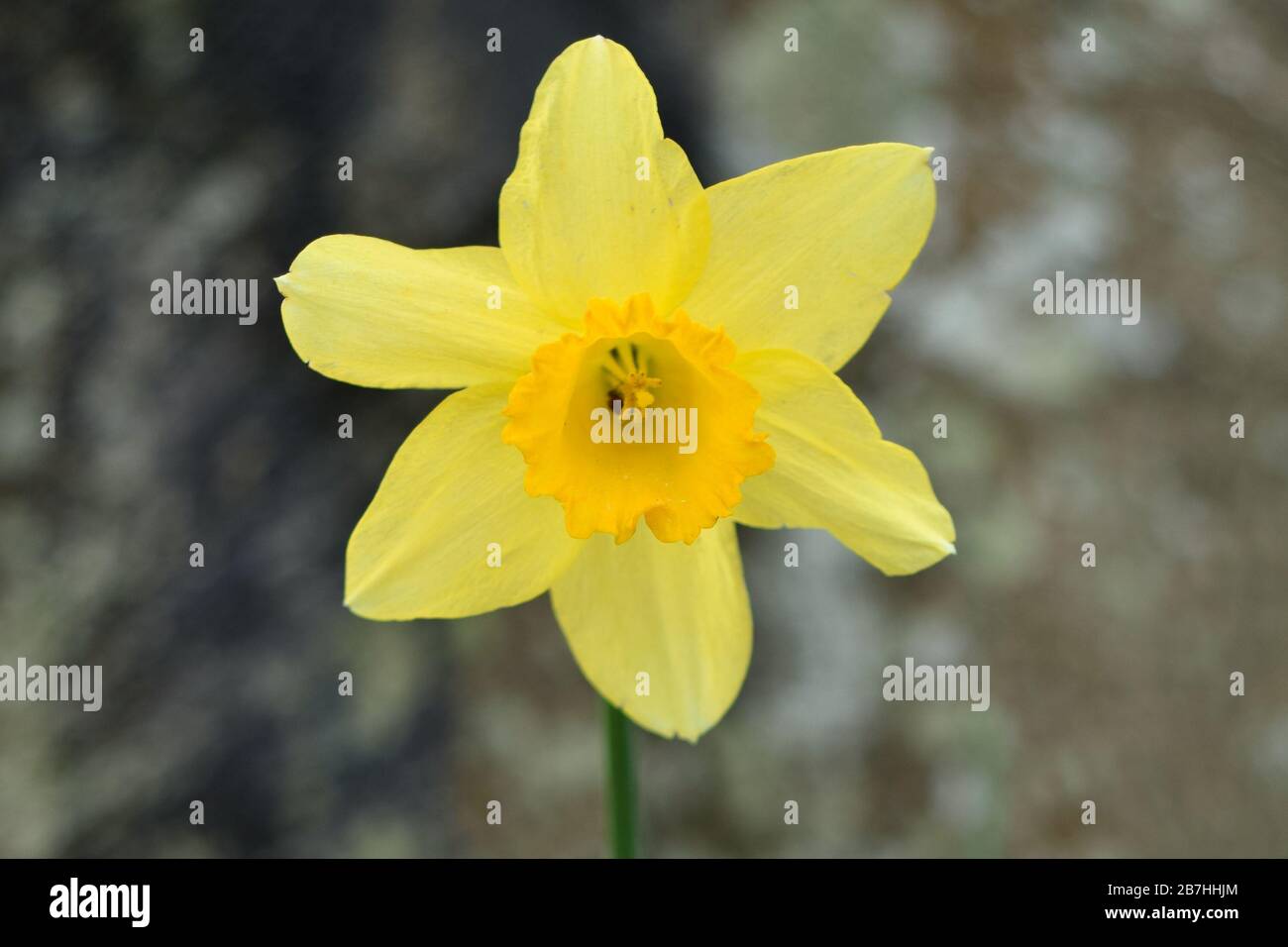 Cornish daffodils hires stock photography and images Alamy