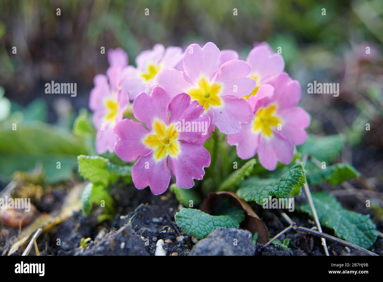 Primrose (Primula vulgaris)  Close up East Yorkshire,  England, UK, GB. Stock Photo
