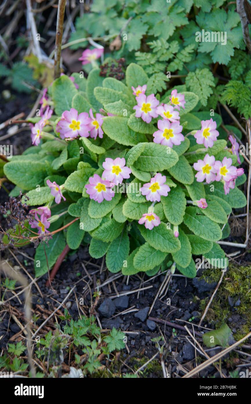 Primrose (Primula vulgaris)  Close up East Yorkshire,  England, UK, GB. Stock Photo