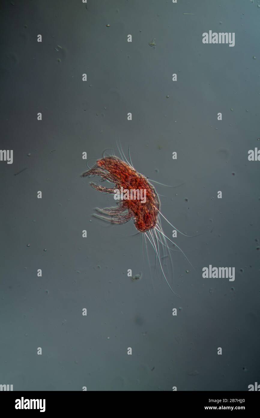 Dust mites under the microscope 100x Stock Photo Alamy