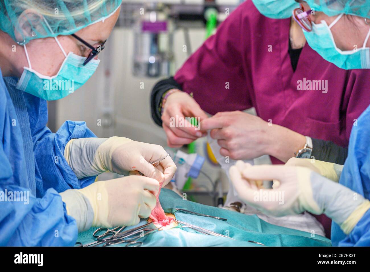 Female surgeon in operation room, operating a patient . Stock Photo