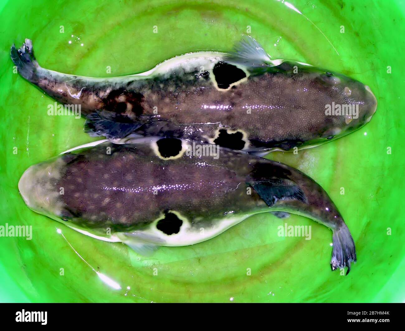 Fugu skin hires stock photography and images Alamy