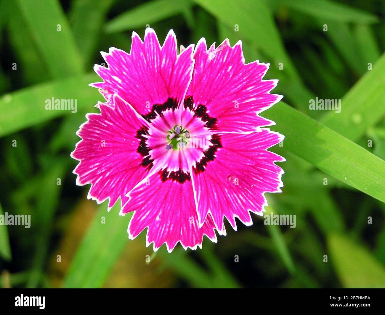 Perennial carnations hires stock photography and images Alamy