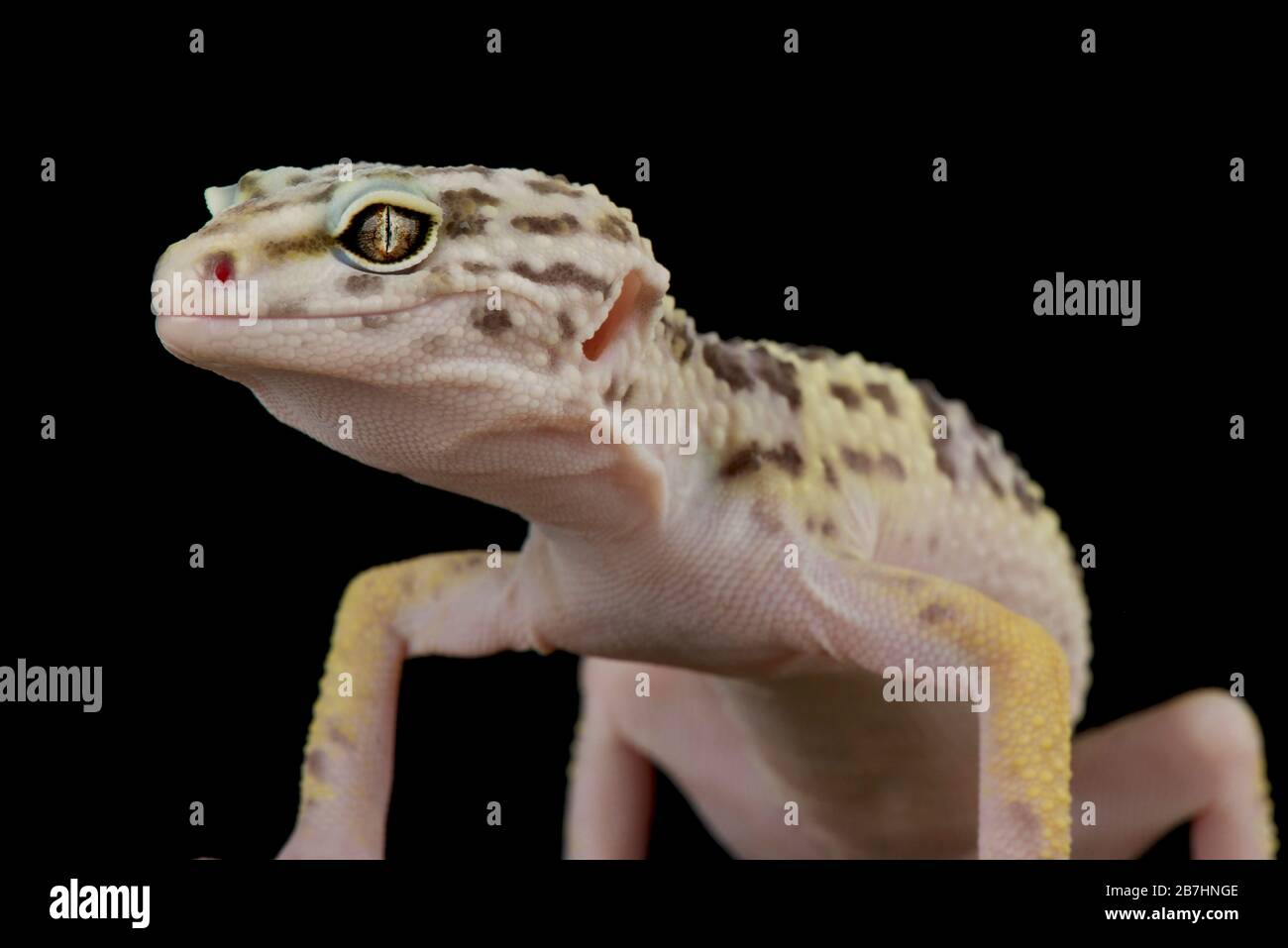 Iranian leopard gecko (Eublepharis angramainyu) Stock Photo