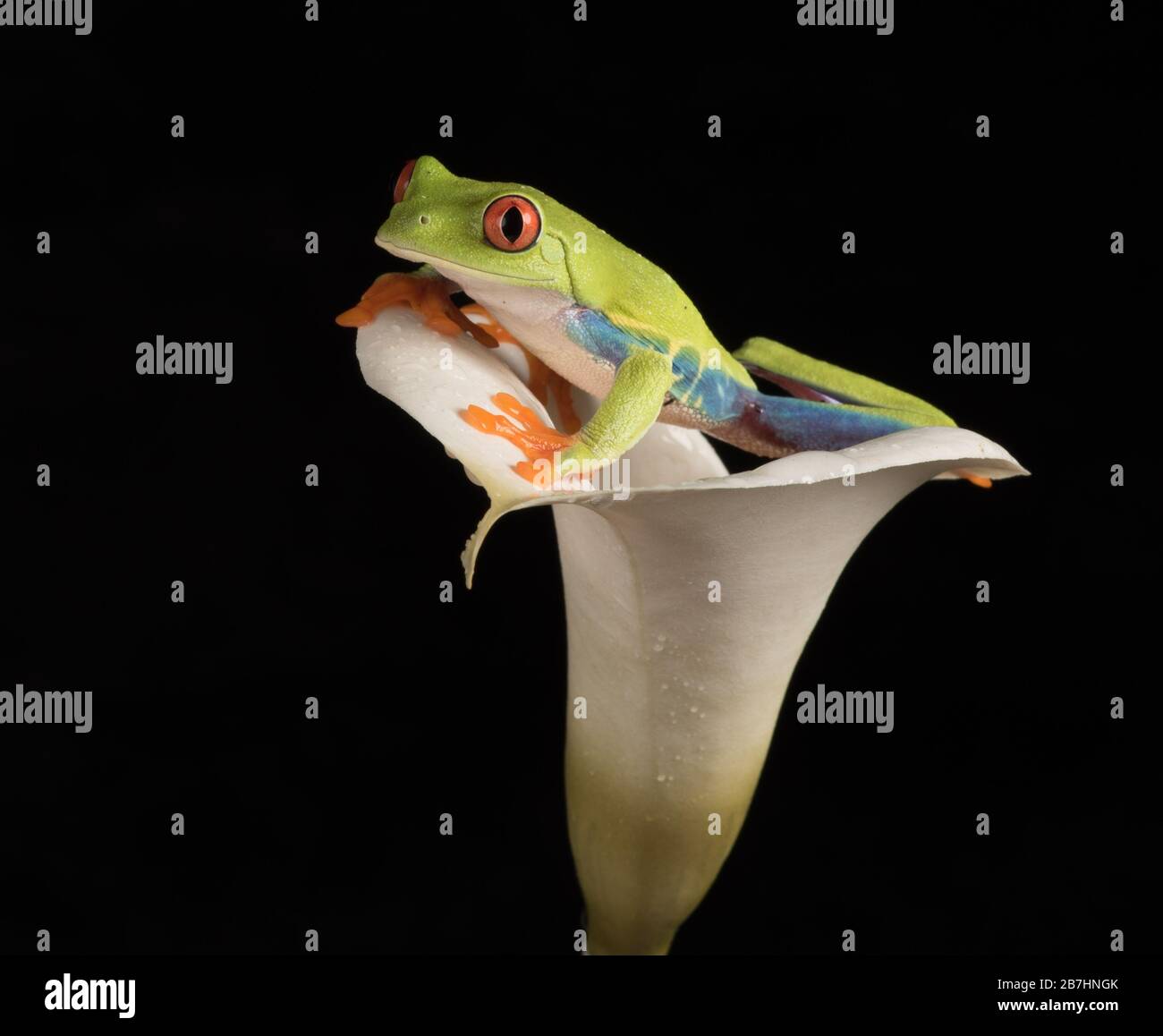 Red Eyed Tree Frog In Lily Stock Photo