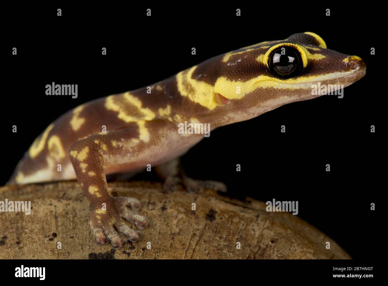 Western marbled gecko (Oedura fimbria) Stock Photo