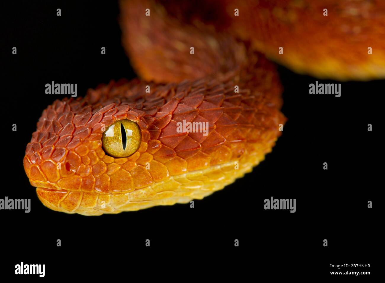 Variable bush viper (Atheris squamigera) Stock Photo