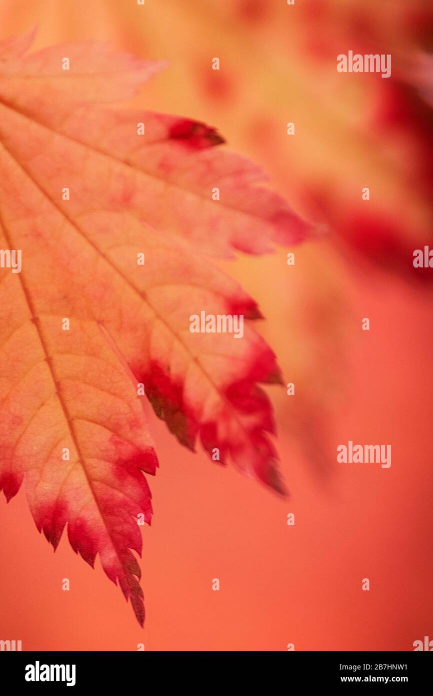 Acers maples yellow orange hi-res stock photography and images - Alamy