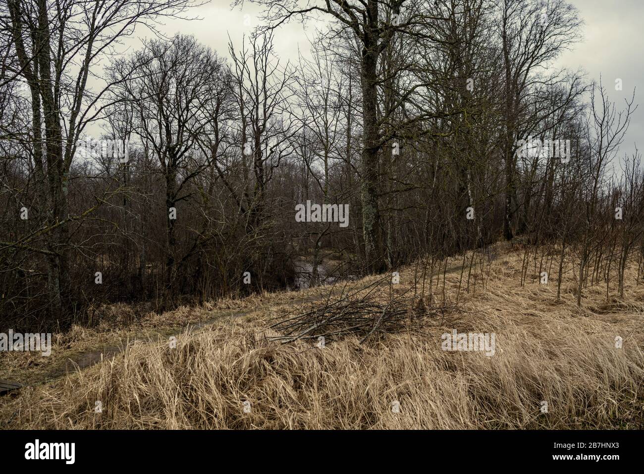 forest trees in sunny autumn day. abstract nature Stock Photo - Alamy