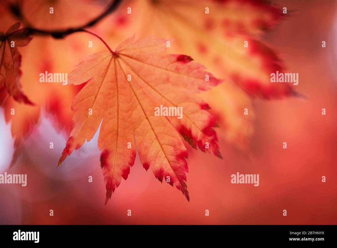 Acers japanese maples hi-res stock photography and images - Alamy