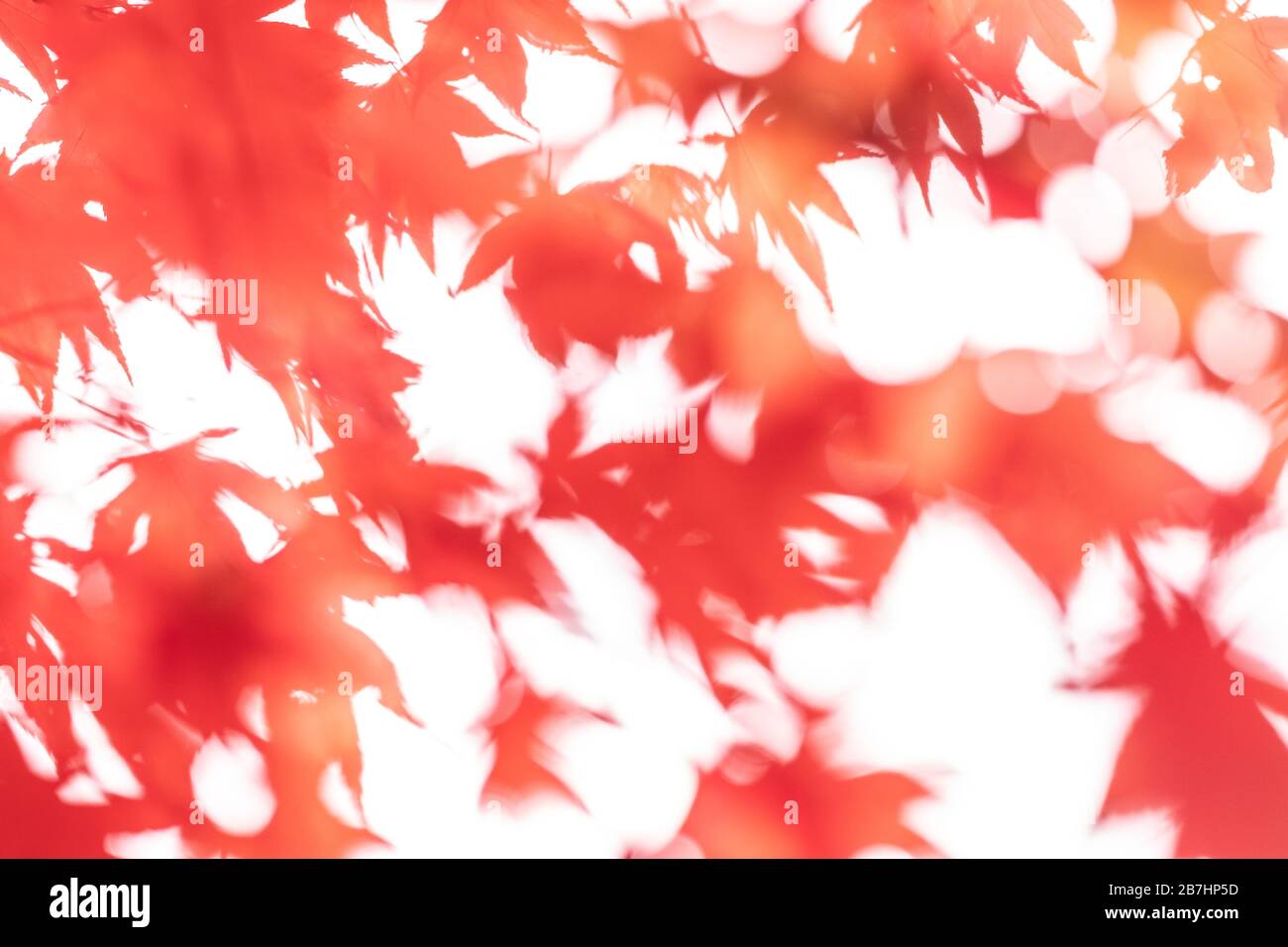 Acers Maples Yellow Orange High Resolution Stock Photography and Images ...