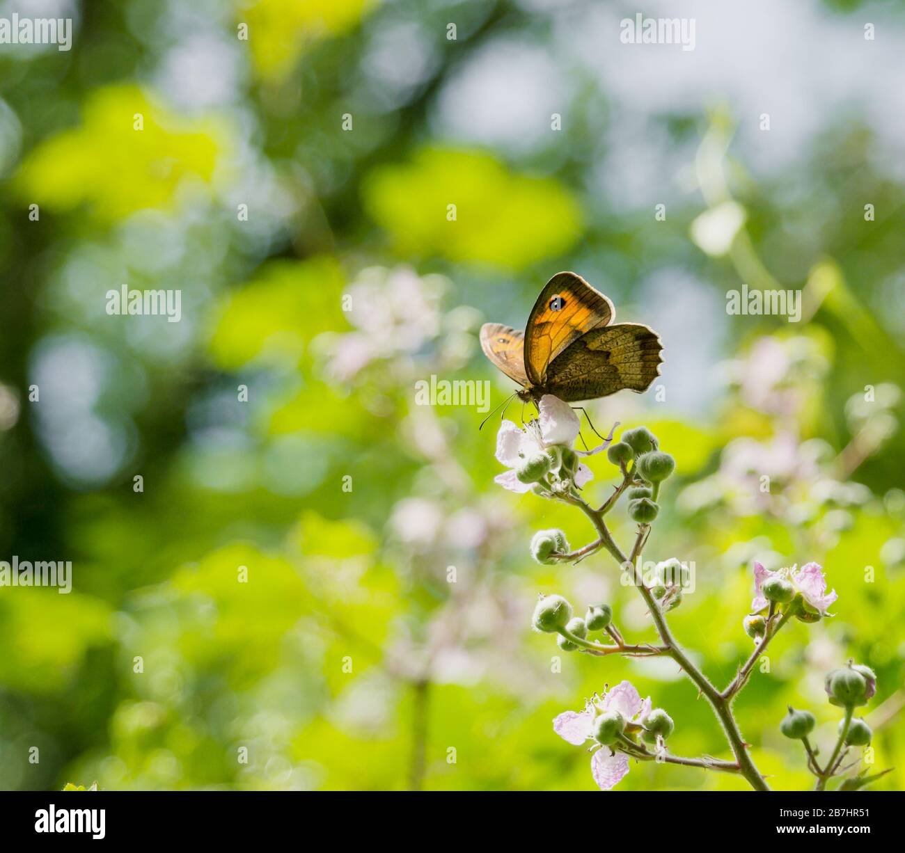Macro photography of an orange butterfly perched on the flowers of a bush Stock Photo