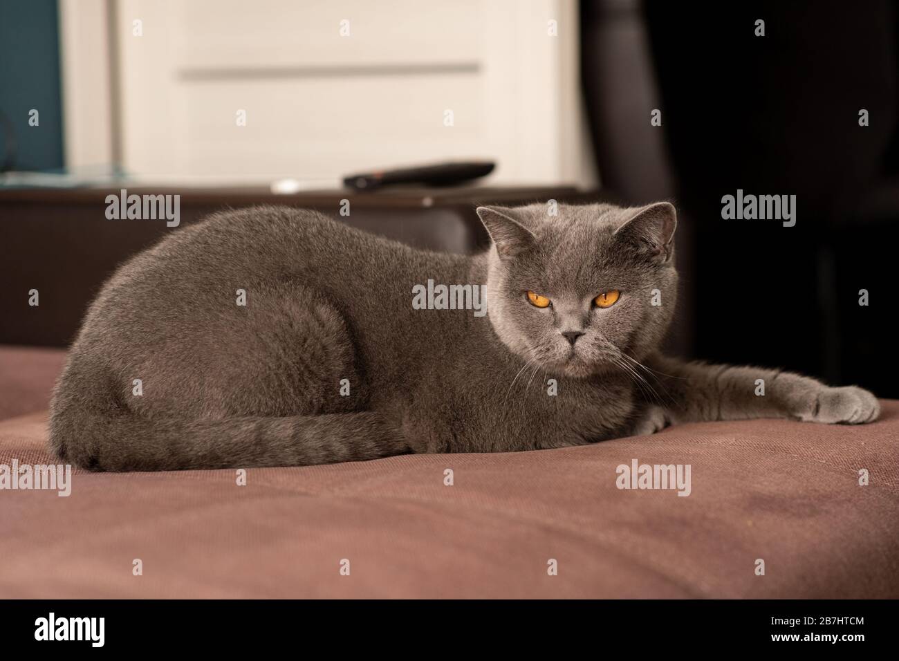 Exotic Shorthair Wallpapers - Wallpaper Cave, image size:1300x956