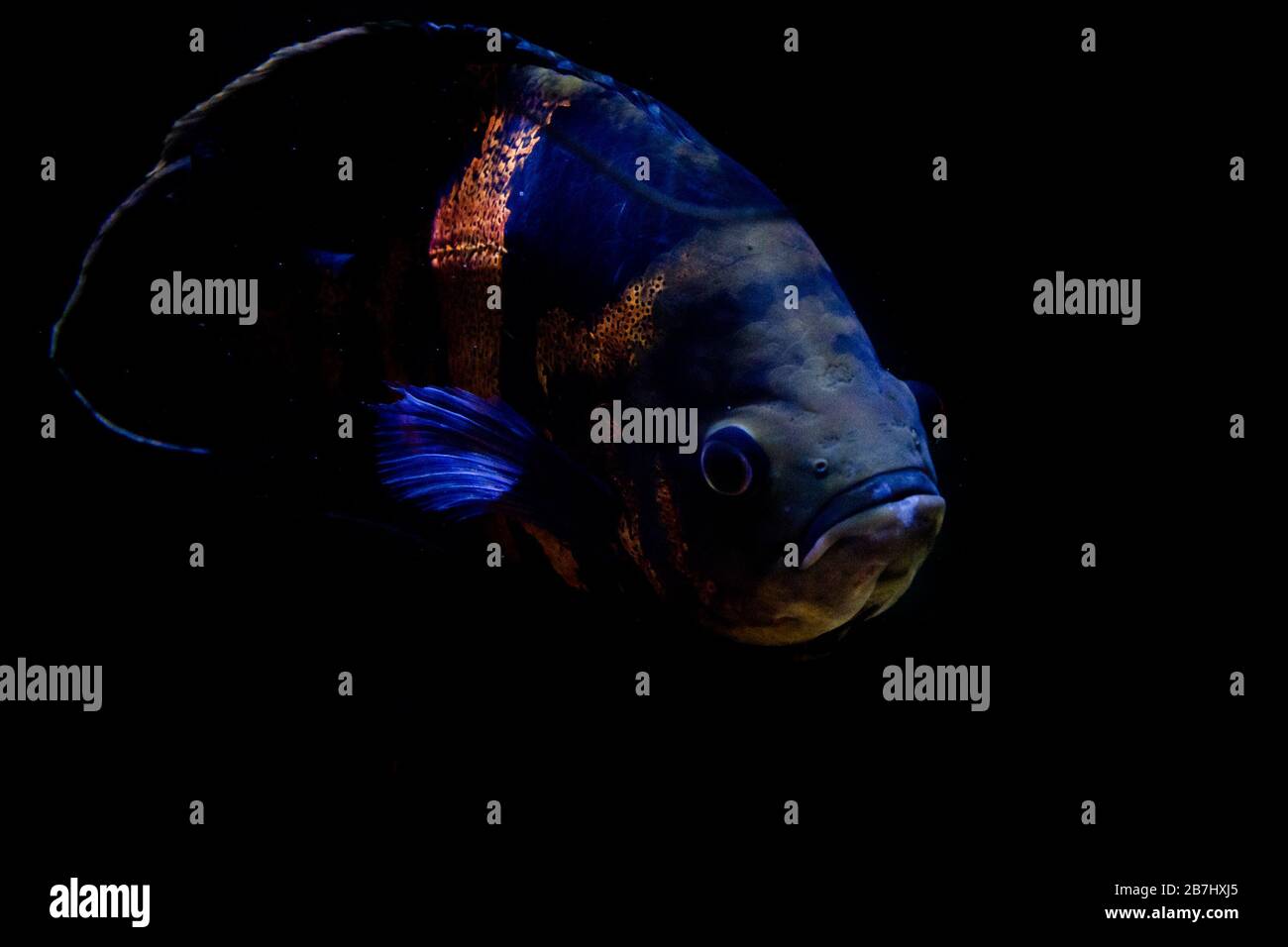 Freshwater aquarium fish, The oscar (Astronotus ocellatus) Stock Photo