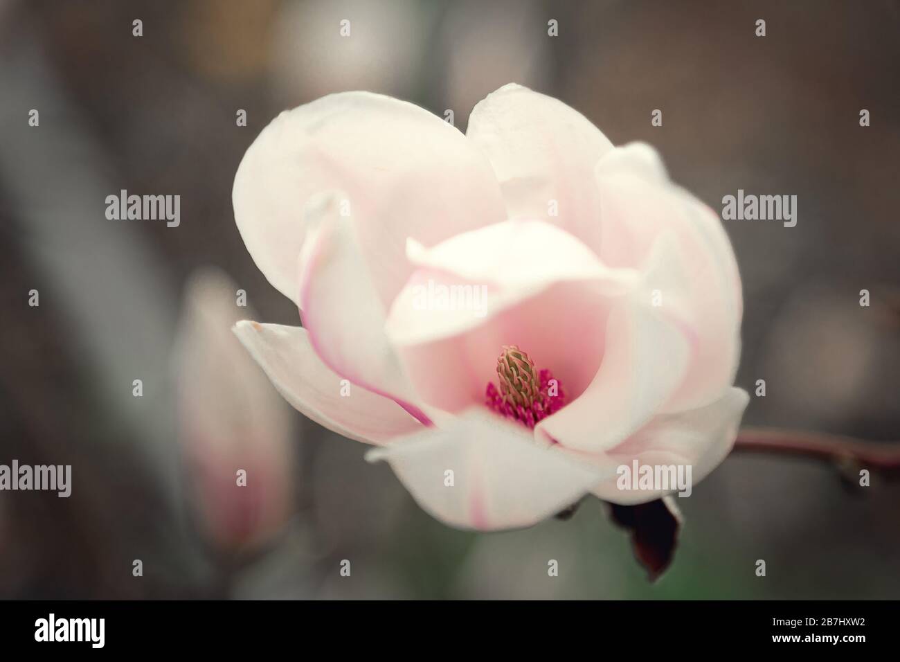 Magnolie magnolia tree in hi-res stock photography and images - Alamy