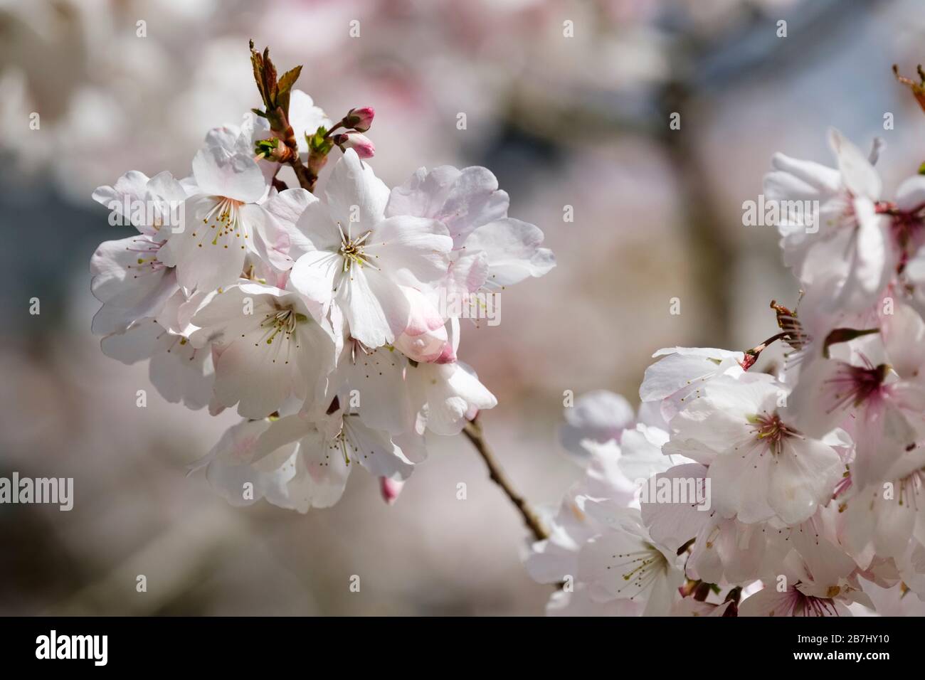 Prunus incisa the bride hi-res stock photography and images - Alamy