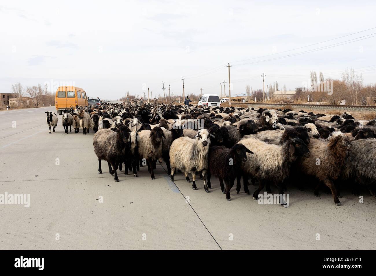 sheep herd, shepherd, donkeys and sheep dogs in the middle of a road in ...