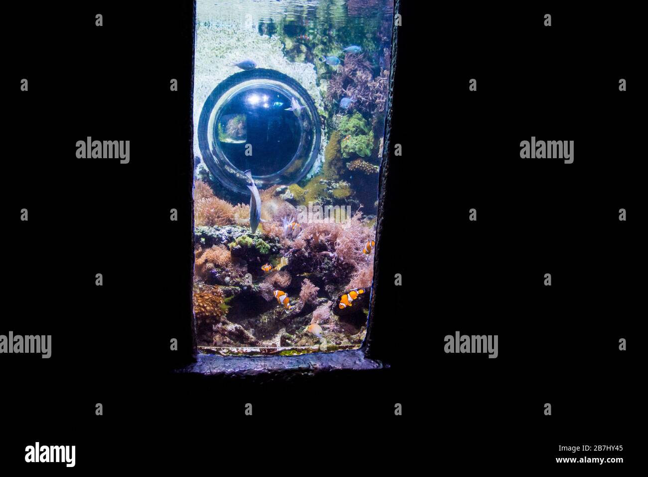 Freshwater and marine public aquarium Stock Photo