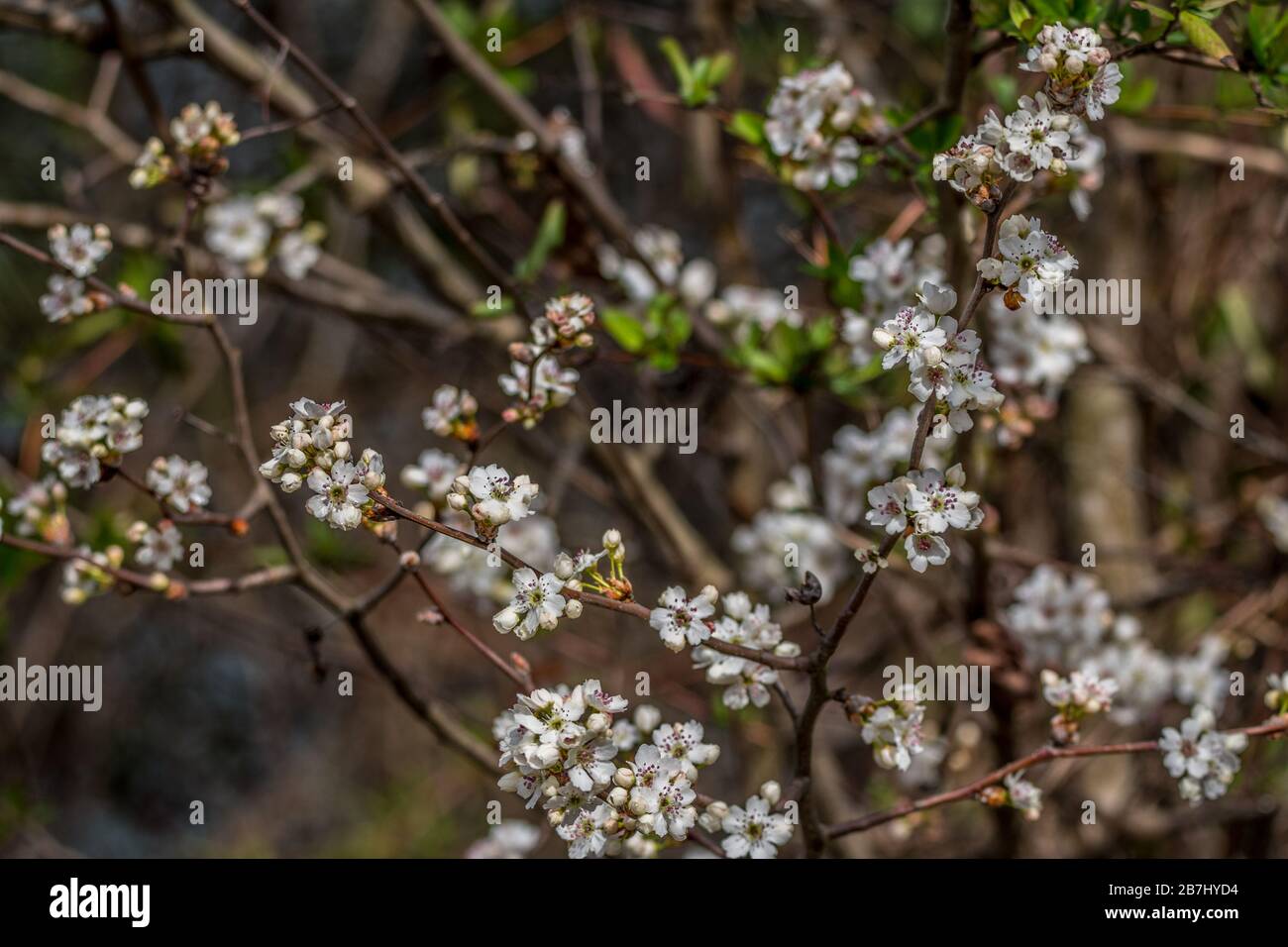 Bright white flowering blossoms clustered together on tree branches in the woodlands on a sunny day in early spring Stock Photo