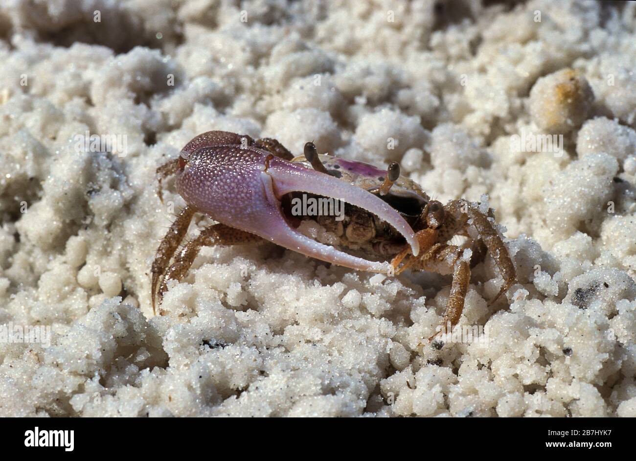 Fiddler Crab, genus Ocypode, Uca sp, Florida, UKA, on beach, large sexually dimorphic claw, male, Stock Photo
