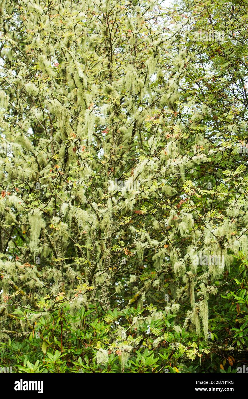 Lichen on Rowan Mountain Ash Tree seen whilst walking the West Highland Way on the Black Mount, Rannoch Moor, Scotland Uk Stock Photo