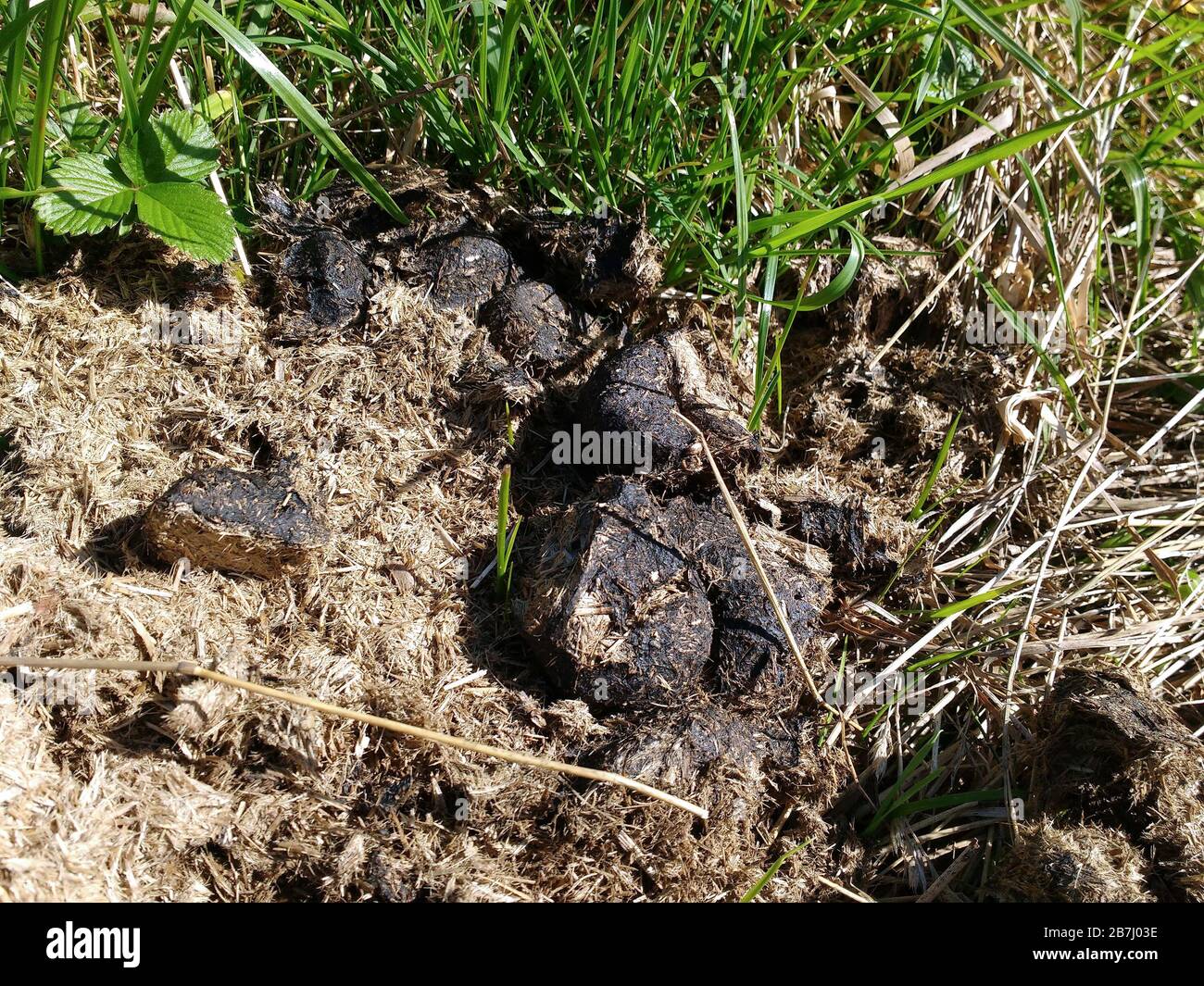 Horse manure on the grass. Natural organic fertilizer Stock Photo Alamy