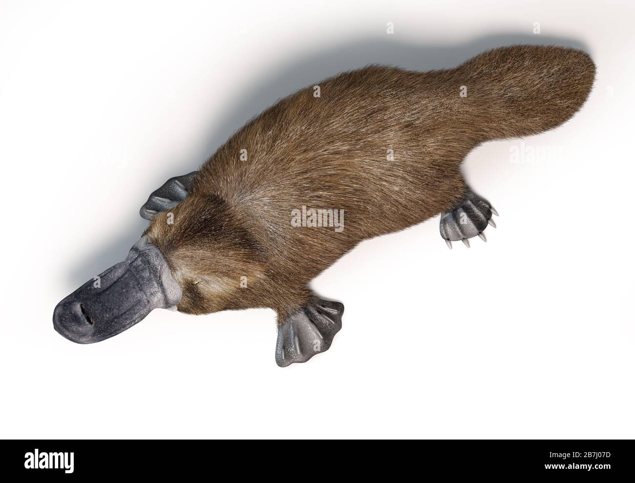 Semi-aquatic mammal, native in eastern Australia. Viewed from above On white background with drop shadow. Stock Photo