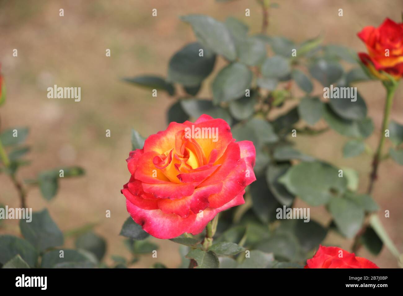 Beautiful Rose Stock Photo