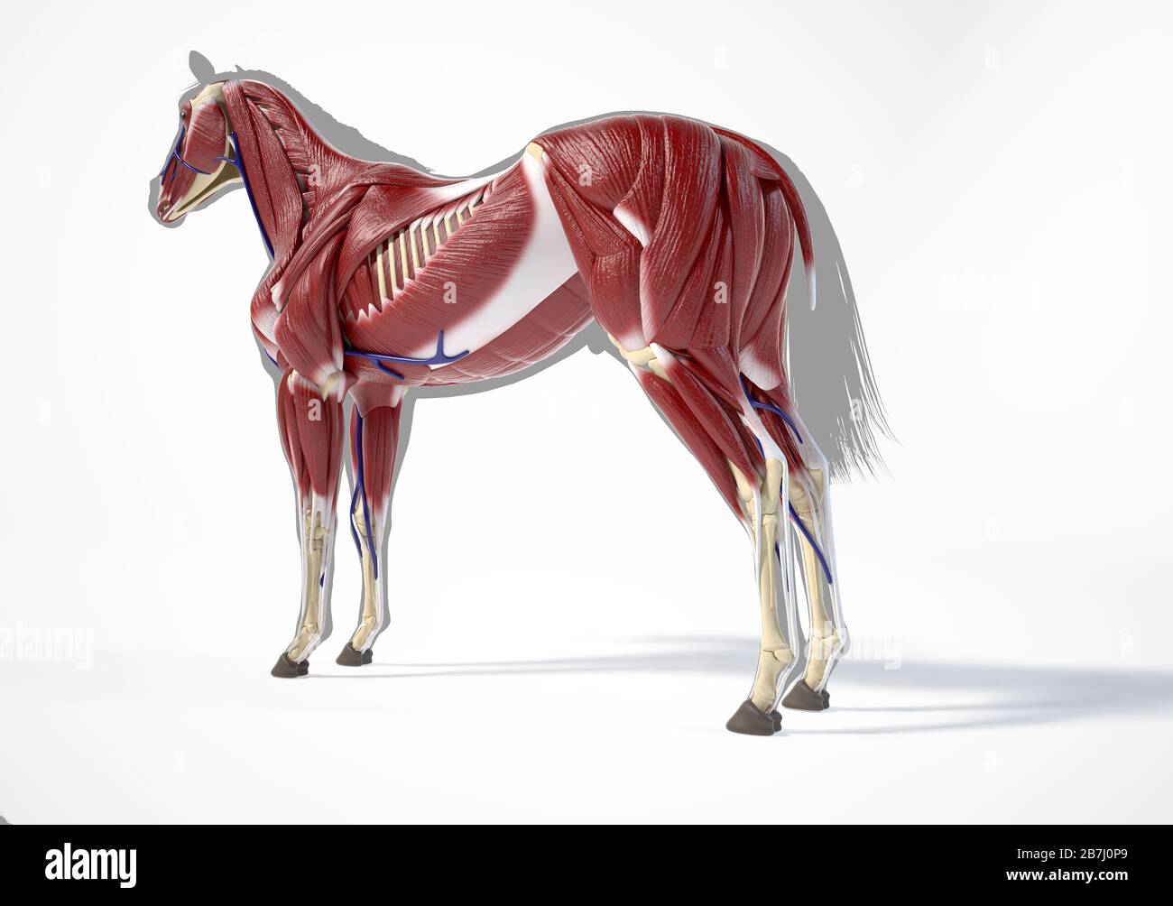 Horse Anatomy. Muscular system over grey silhouette, Rear side