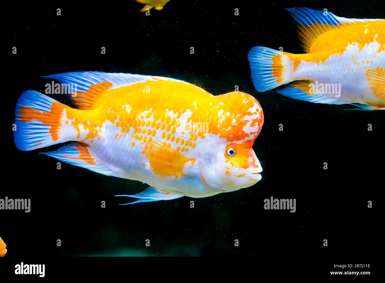 Midas cichlid in aquarium,  Amphilophus citrinellus from America. Stock Photo