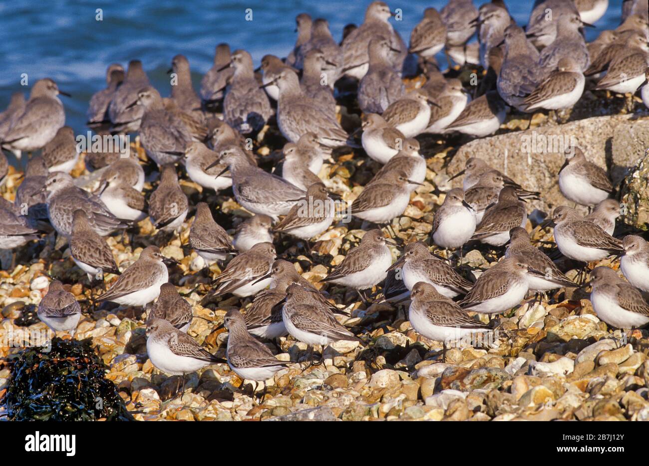 Flock Of Dunlin Calidris Alpina On Beach UK Stock Photo Alamy