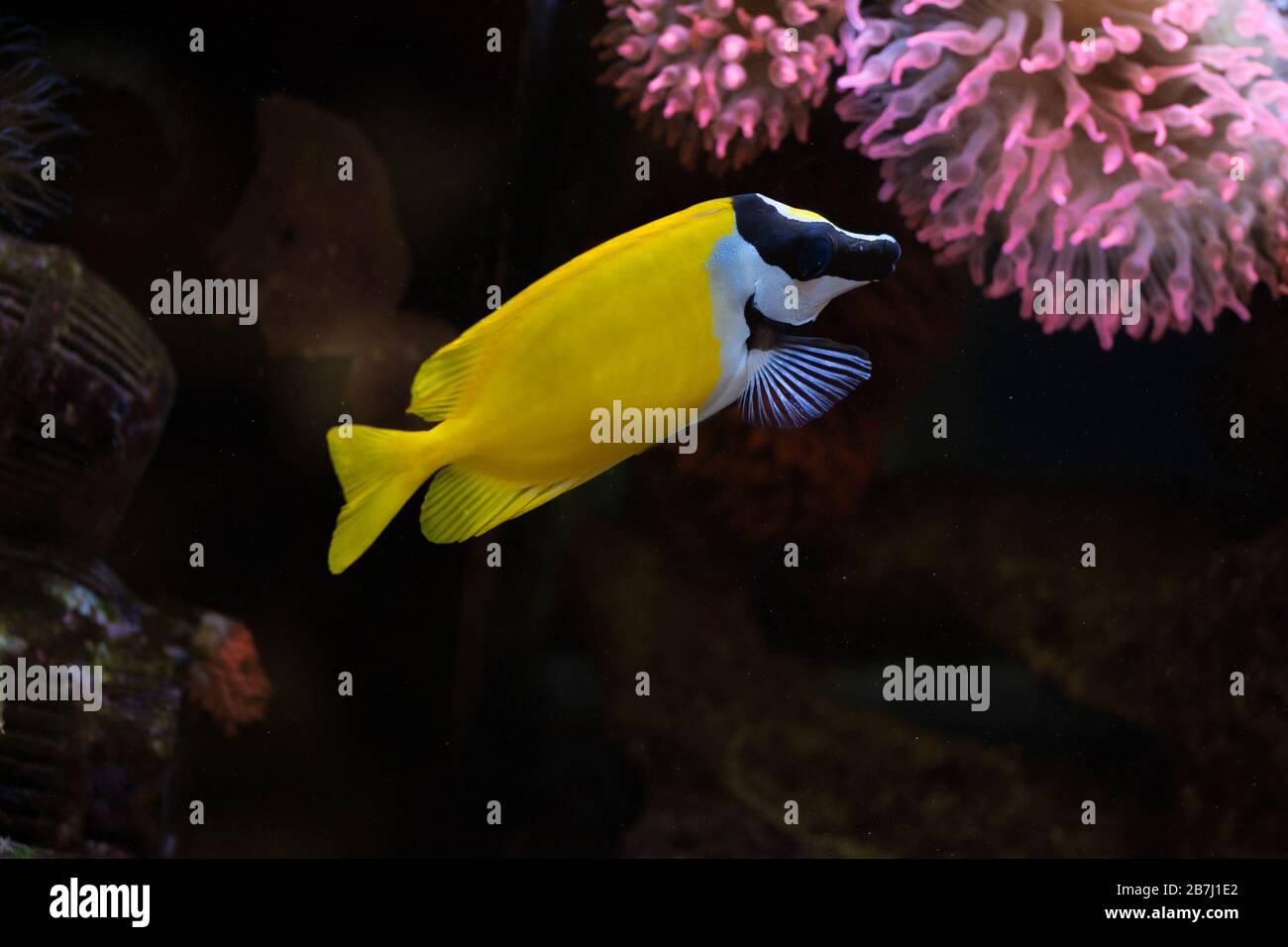 The foxface rabbitfish (Siganus vulpinus). Tropical marine aquarium ...