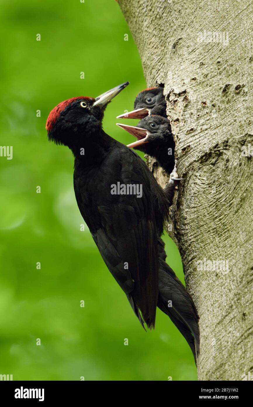 Black Woodpecker ( Dryocopus martius ) in front of nest hole, feeding impatient begging nestlings, wildlife, Europe. Stock Photo