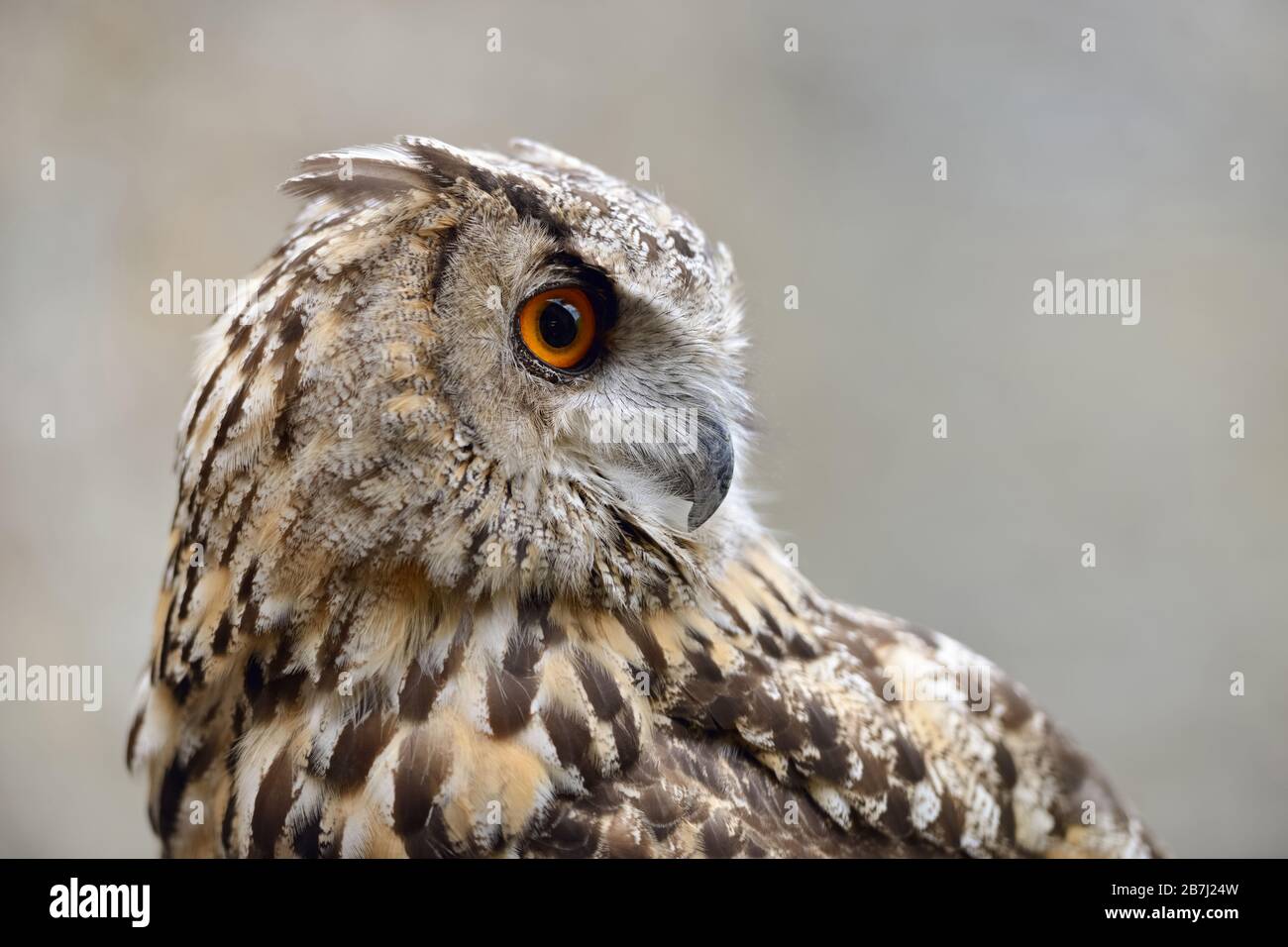 Eurasian Eagle-Owl ( Bubo bubo ), also called Northern Eagle Owl or European Eagle-Owl or just Eagle Owl, adult, detailed headshot, side view, Europe. Stock Photo