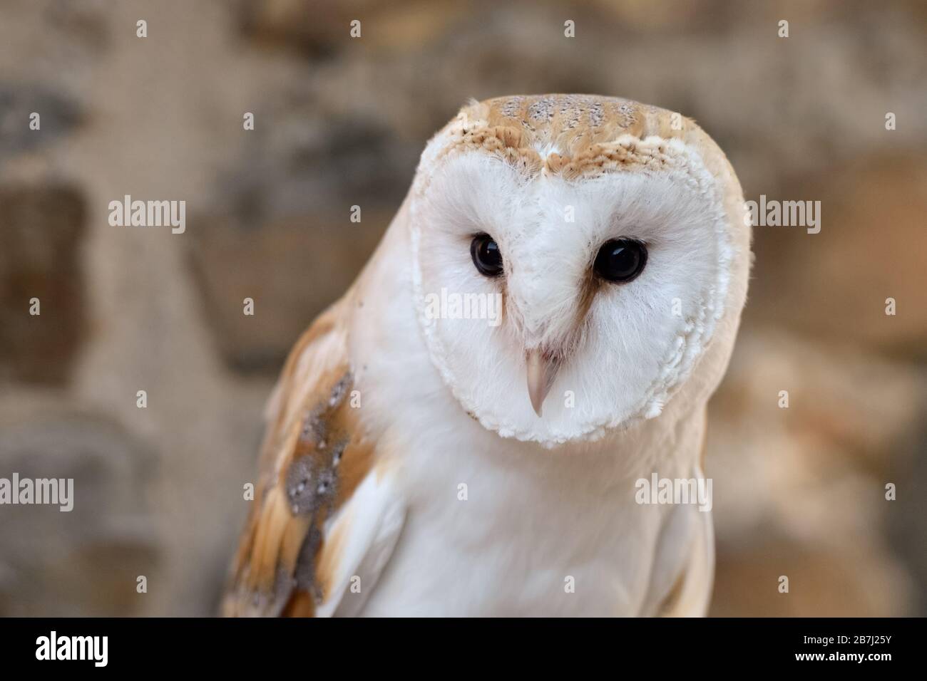 Barn Owl / Schleiereule ( Tyto alba ), Common Barn Owl, most popular owl, white variant, frontal view, Western Europe. Stock Photo