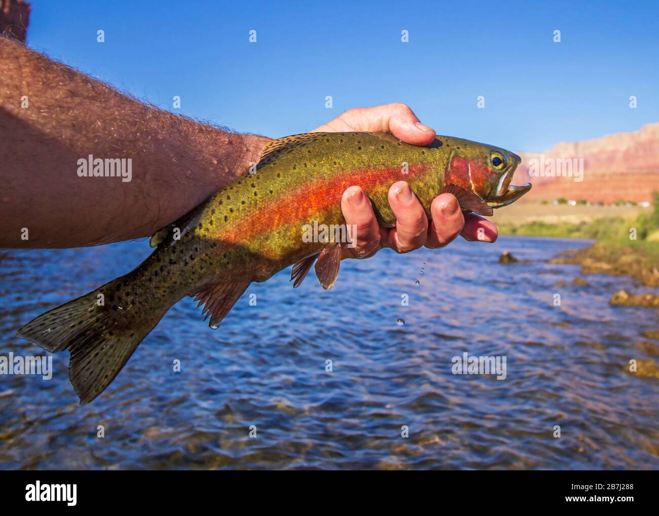 Angler holding a vibrant colored rainbow trout caught fly fishing on Colorado river at Lee's Ferry AZ. Stock Photo