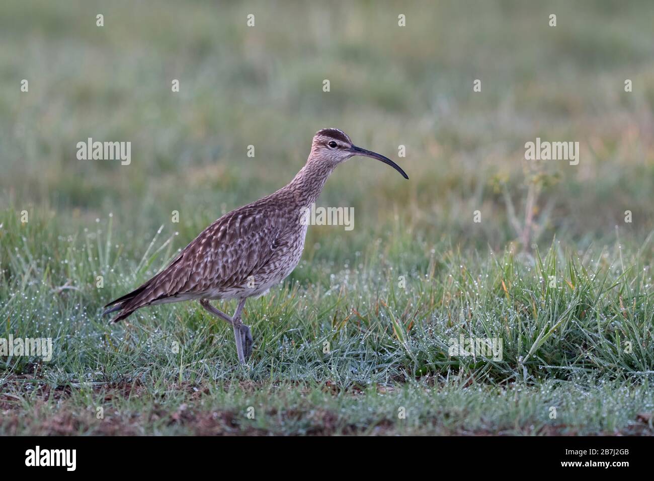 Whimbrel / Regenbrachvogel  ( Numenius phaeopus ) walking through a dew wet meadow, early in the morning, resting, bird migration, wildlife, Europe. Stock Photo